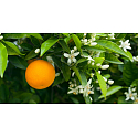 Millefiori Milano Natural Légny e Fiori d'Arancio - Drevo a Pomarančové kvety Difuzér 500 ml + 12 stebiel v dĺžke 35 cm do veľkých priestorov vydrží 6-7 mesiacov