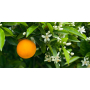 Millefiori Milano Natural Légny e Fiori d'Arancio - Drevo a Pomarančové kvety Difuzér 500 ml + 12 stebiel v dĺžke 35 cm do veľkých priestorov vydrží 6-7 mesiacov