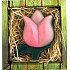 Bohemia Gifts Tulipán ružový ručne vyrábané toaletné mydlo v krabičke 75 g