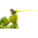 Millefiori Milano Natural Green Fig & Iris - Zelený figa a Kosatec Difuzér 500 ml + 12 stebiel v dĺžke 35 cm do veľkých priestorov Náplň vydrží 6-7 mesiacov