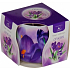 Essences of Life Krokus aromatická sviečka v skle 100 g
