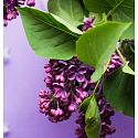 Village Candle Divoký orgován - Wild Lilac vonná sviečka v skle 2 knôty 602 g