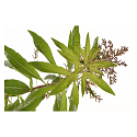 Le Chatelard Verbena a Citrón difuzér náhradná náplň 250 ml