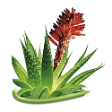 Bione Cosmetics Aloe Vera telový a pleťový krém pre všetky typy pokožky 260 ml