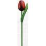 Bohemia Gifts Drevený tulipán ružovo-biely 20 cm
