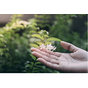 Air Wick Botanica Exotická ruža a africká pelargónia elektrický osviežovač komplet 19 ml