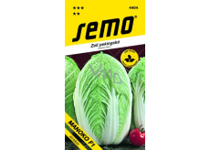 Semo Kapusta pekinská Manoko F1 hybrid 40 semien