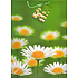 Nekupto Darčeková papierová taška 32,5 x 26 x 13 cm Kopretiny 1 kus 771 50 BL