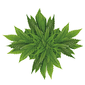 Bion Cosmetics Cannabis balzam na pery 25 ml