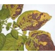 AgroBio® Dithane AgroBio® Dithane