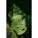 Bayer - Calypso® Bayer - Calypso®