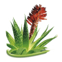 Bion Cosmetics Aloe Vera konská bylinná masť 300 ml