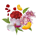 Compagnia Delle Indie 11 Orchidea a cédrové drevo parfumovaná voda pre ženy 75 ml