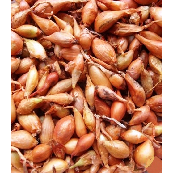Všetana, sadzačka cibuľa 20 kg