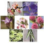 Les Fleurs de Bach Bio Bachovky Sebadôvera / Confidence kvetová esencia, elixír vhodný pre tých, ktorí si nedôverujú a trpí hanblivosťou, opatrnosťou a plachosťou 20 ml