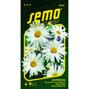 Semo Margarétka biela Shasta Daisy 0,8 g