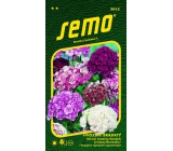 Semo Hvozdík bradatý plnokvetý - zmes farieb 0,5 g