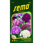 Semo Hvozdík bradatý plnokvetý - zmes farieb 0,5 g