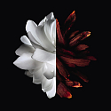 Givenchy L'Interdit Eau de Parfum Rouge parfumovaná voda pre ženy 50 ml + rúž Le Rouge Deep Velvet mini N°37 Rouge Grainé 1,5 g, darčeková súprava pre ženy