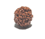 Rudrakša prírodný korálik 18 mm 1 kus