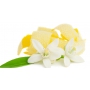 Millefiori Milano Natural Lemon Grass - Citrónová tráva Difuzér 100 ml + 7 stebiel v dĺžke 25 cm do menších priestorov vydrží 5-6 týždňov