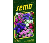 Semo Astra Čínska nízka Colour Carpet - zmes 0,5 g