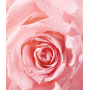 Nivea Rose Touch dvojfázový odličovač očí 100 ml