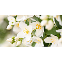 Millefiori Milano Natural Jasmine Ylang - Jazmín a Ylang Vonná sviečka horí až 60 hodín 180 g