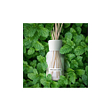 Millefiori Milano Natural White Mint & Tonka - Biela mäta a Tonkové bôby Difuzér 250 ml + 8 stebiel v dĺžke 30 cm do stredne veľkých priestorov vydrží minimálne 3 mesiace