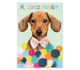 Ditipo Hracie prianie k narodeninám Máme radi zvieratá Jitka Molavcová, Bambini di Praga 224 x 157 mm