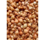 Štutgardská sadzačka cibule vážená 250 g
