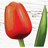 Bohemia Gifts Drevený tulipán oranžovo-červený 34 cm