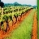 AgroBio® Touchdown Quattro