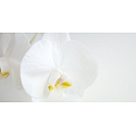 Millefiori Milano Natural Fiori D'Orchidea - Kvety orchidey Difuzér 500 ml + 12 stebiel v dĺžke 35 cm do veľkých priestorov vydrží 6-7 mesiacov