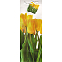 Nekupto Darčeková papierová taška na fľašu 33 x 10 x 9 cm Tulipány 1331 01 KFLH