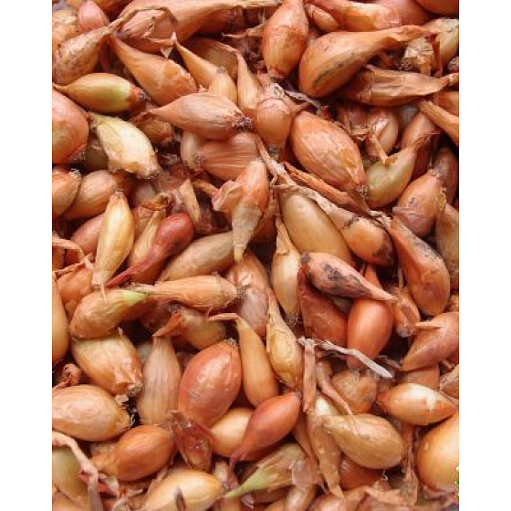 Všetana sadzačka cibule vážená 250 g