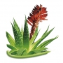 Bione Cosmetics Aloe Vera dvojfázový upokojujúci očný a pleťový odličovač pre všetky typy pokožky 255 ml