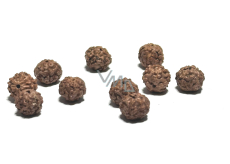 Rudraksha prírodný korálik 9 mm, 10 kusov