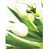 Nekupto Darčeková papierová taška 18 x 23 x 10 cm Tulipán 1359 50 ÚFM