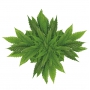 Bione Cosmetics Cannabis šampón proti lupinám pre ženy 250 ml