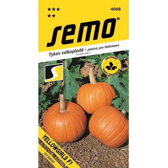 Semo tekvica obrovská plazivá Yellowgirls F1 pre Halloween 3 g