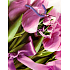 Nekupto Darčeková papierová taška 23 x 18 x 10 cm Tulipány s mašľou 1 kus 818 30 BM