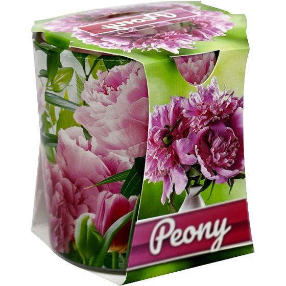 Admit Verona Peony - Sviečka s vôňou pivonky v skle 90 g