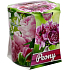 Admit Verona Peony - Sviečka s vôňou pivonky v skle 90 g