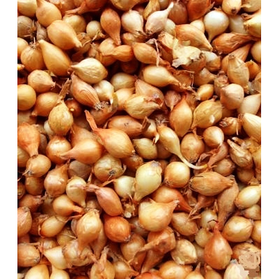 Štutgartská, sadzačka cibuľa 25 kg