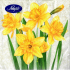 Nekupto Papierové obrúsky 3 vrstvy 33 x 33 cm 20 kusov Veľkonočné béžové narcisy